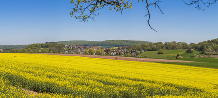 Yellow rapeseed field near the town Rhoden in Germany during daytime