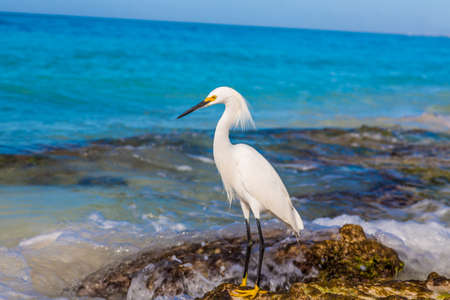 White waterfowl at beach on Dominican Republic during daytimeの写真素材