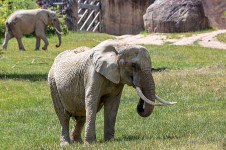 Portrait of an old Elephant in a German Zooの写真素材