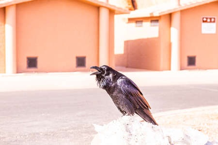 Portriat picture of a crow birdの写真素材