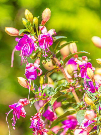 Close up picture of colorful bellflower