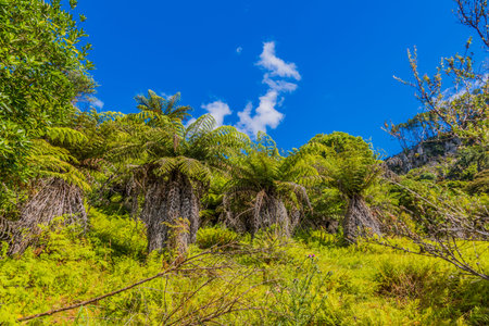 Picture of endemic rainforest on north island of New Zealand
