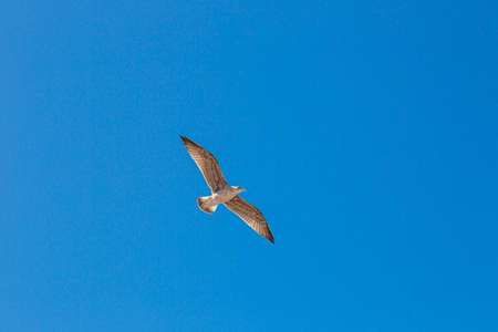 Flying seagull on blue skiesの写真素材
