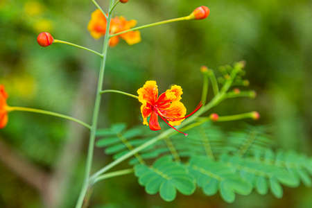 Close up picture of colorful tropical flowerの写真素材