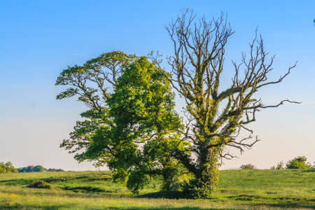 Picture of a single tree during the day in cloudless blue skies in Ireland in 2013の写真素材