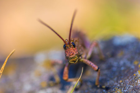 Frontal close up of colorful locust in South Africa