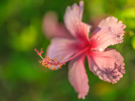 Macro image of an hibiscus flower taken in Thailandの写真素材
