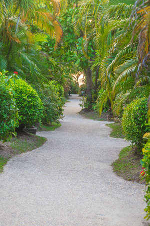 Footpath across tropical garden without people during daytimeの写真素材