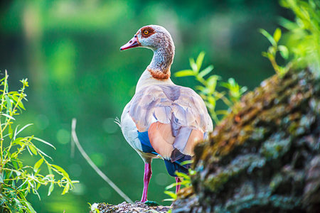 Picture of a colored Nile goose from the slanted back at a lake with tree trunk in the foreground