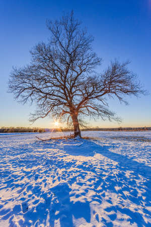Tree in winter with snow on ground and sun backlight during sunsetの写真素材