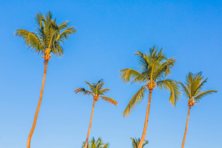 Palm trees in the evening sun at Dominican Republic