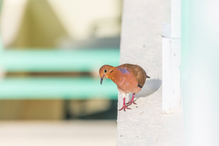 Colorful dove walking on window sill