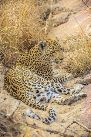 Picture of an resting Leopard in the South African steppe