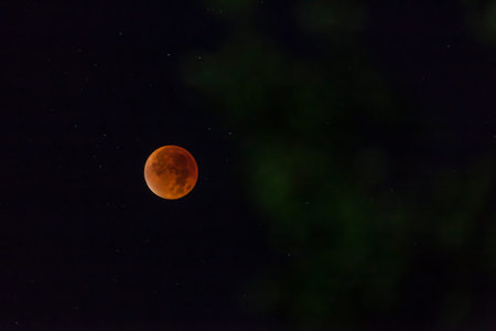 Picture of the blood moon photographed at night with trees in the foreground