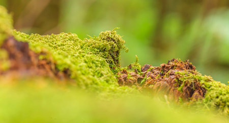 Macro capture of a moss-covered tree trunk with blur photographed during the day in Australia in...