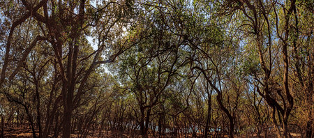 Dark and dense forest on the croatian island of Brijuni during daytime