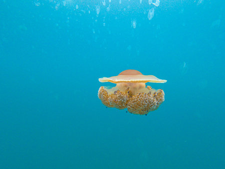 Colored ribbed jellyfish in the waters off Croatia during a jellyfish plague caused by high water...