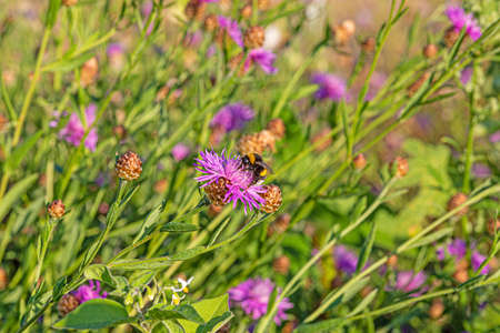 Picture of a bumblebee collecting nectar from a hollyhockの写真素材
