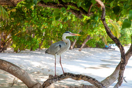 Portrait of a heron taken at dusk on a beach in the Maldivesの写真素材