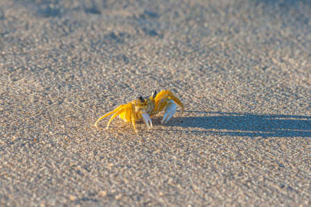 Close up of yellow beach crab in Brazil during the day in the sunshineの写真素材