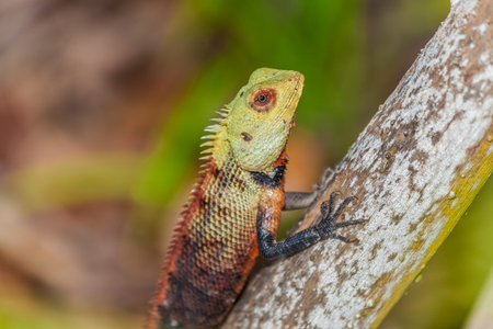 Image of colorful lizard sitting on a branch and observing the surroundings during the day in...