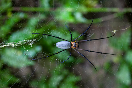 Macro shot of a large silk spider in its web during daytime