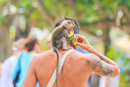 Image of tame monkey eating a banana on the shoulder of its owner at daytimeの写真素材