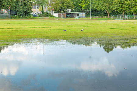Picture of a flooded soccer field after heavy rain with patrolling storks looking for food during daytimeの写真素材