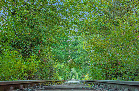 Image along a disused railroad line through a densely overgrown forest during the day in summer