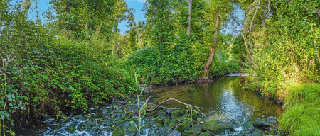 Image of stream flowing through green lush forest during daytime