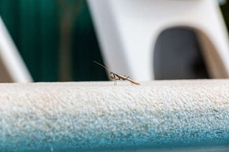 Close up of praying mantis sitting on pool border in sunshine in daylightの写真素材