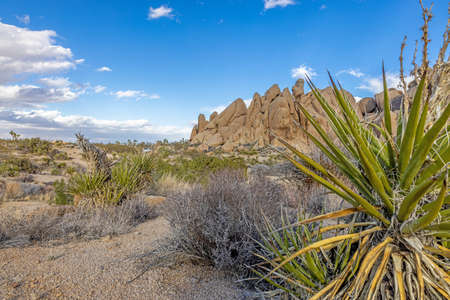 Picture of Yoshua Tree National Park with cactus trees in California during the day in winter timeの写真素材