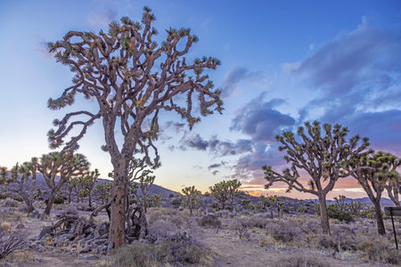 Picture of Yoshua Tree National Park with cactus trees in California during the day in winter timeの写真素材