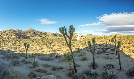 Picture of Yoshua Tree National Park with cactus trees in California during the day in winter timeの写真素材