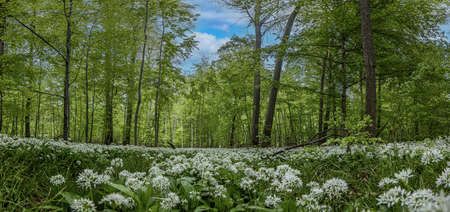 View over a piece of forest with dense growth of white flowering wild garlicの写真素材