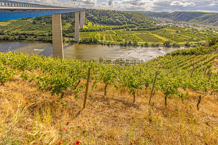 Panoramic picture over German river Mosel with Mosel valley bridge and vineyards during daytime sunshineの写真素材