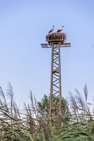 Pair of storks in a nest on a steel pole in the evening