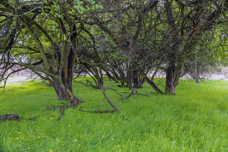Image of dense forest with bright green overgrown ground during daytime in summerの写真素材