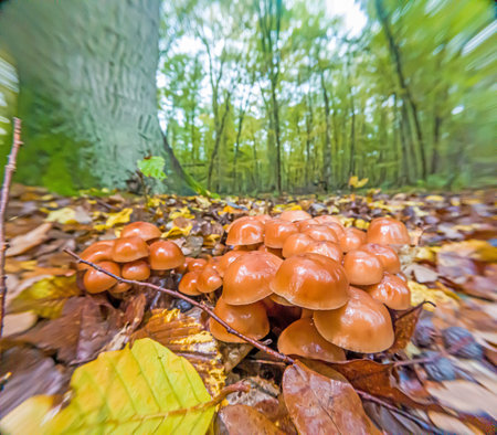 Close up of tree mushroom in autumn German forestの写真素材