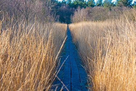 Image of straight wooden walkway for hikers through marsh with high grass cover