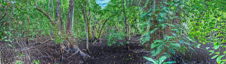 Panoramic image of a densely overgrown mangrove forest on Carp island in Palauの写真素材