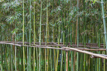 Image of a densely overgrown, glowing green bamboo forest in daylightの写真素材