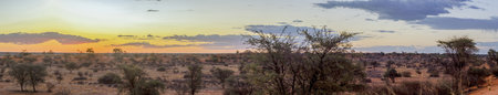 Panoramic picture over the Namibian Kalahari in the evening at sunset with blue sky and light clouds in summerの写真素材