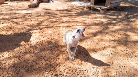 Picture of a meerkat from the front with open mouth looking to the right during the day in sunshineの写真素材
