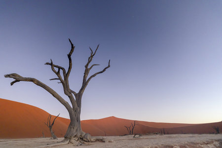 Image of a dead tree in the Deadvlei in the Namib Desert photographed from the ground in the soft evening light without people in summerの写真素材