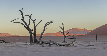 Picture of a dead tree in the Deadvlei salt pan in the Namib Desert in front of red sand dunes in the morning light in summerの写真素材