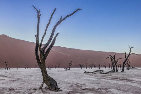 Picture of a dead tree in the Deadvlei salt pan in the Namib Desert in front of red sand dunes in...