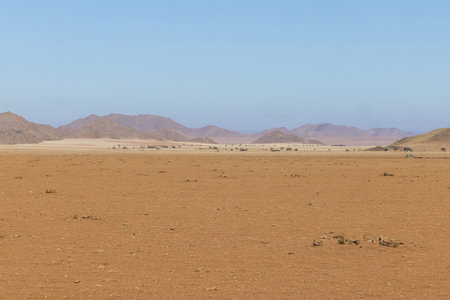 Panoramic picture of the red dunes of the Namib Desert in Namibia against a blue sky in the evening light in summerの写真素材