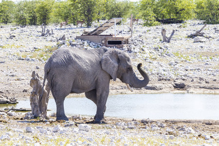Picture of a drinking elephant at a waterhole in Etosha National Park in Namibia during the day in summerの写真素材