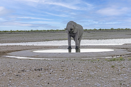 Picture of a drinking elephant at a waterhole in Etosha National Park in Namibia during the day in summerの写真素材